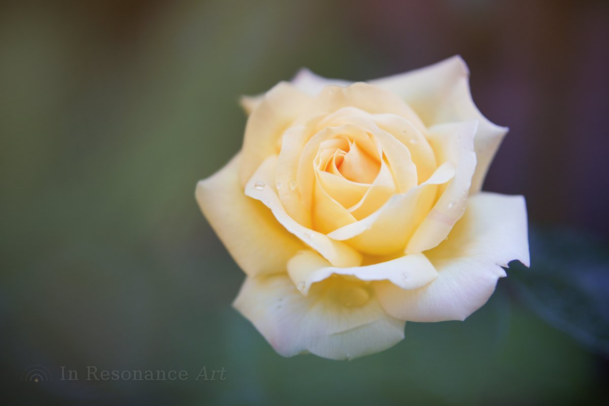 Halvány sárga rózsa puha fókuszban, harmatcseppekkel a szirmokon, elmosódott, lágy háttér előtt.